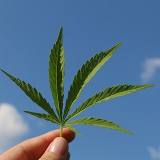 Gli effetti quotidiani positivi dell’assunzione di cannabis