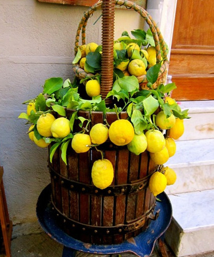 Esposizione “Le Citron de Menton” alla Voûte du Patrimoine