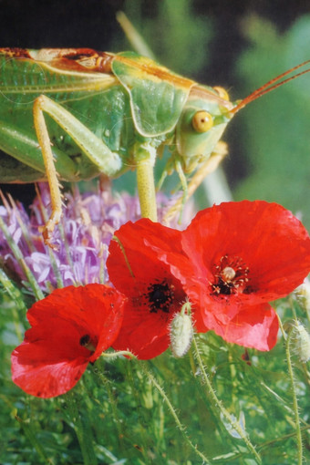 La mostra “Biodiversità” a Sospel.