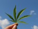 Gli effetti quotidiani positivi dell’assunzione di cannabis