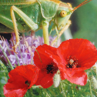 La mostra “Biodiversità” a Sospel.