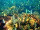 Nizza: conferenza sulla "Biodiversità segreta del Mediterraneo"
