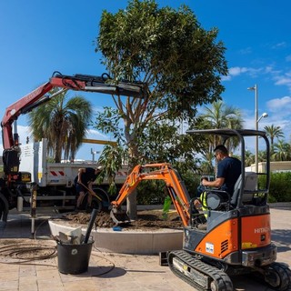 Il nuovo albero di Ficus alle Sablettes (Foto: Ville de Menton)