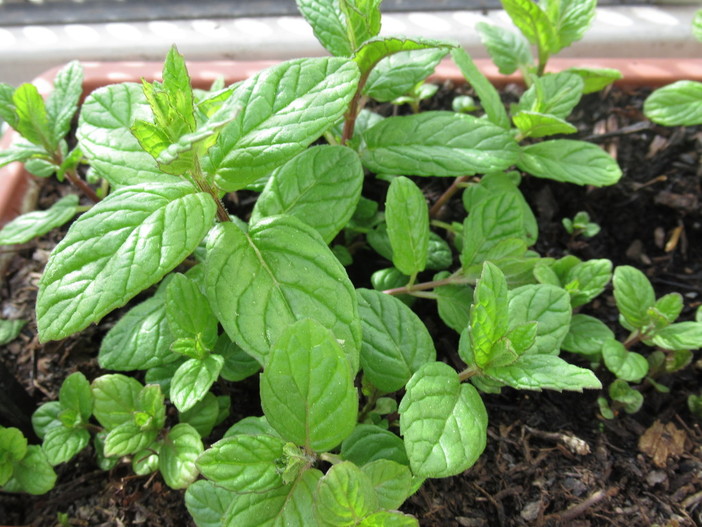 Dove reperire frutta e verdura spontanea a Nizza? C'è un sito che può aiutarvi