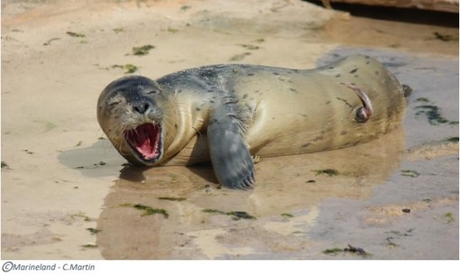 Marineland festeggia la nascita di un cucciolo di foca, che nome avrà?