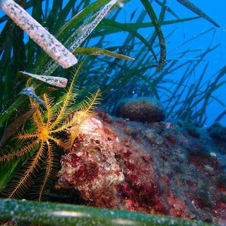 A Roquebrune Cap-Martin il primo concorso di fotografia subacquea &quot;Trofeo Blu&quot;