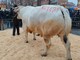 Da tutta Italia per la Fiera del Bue Grasso di Carrù... in edizione imbiancata [FOTO e VIDEO]