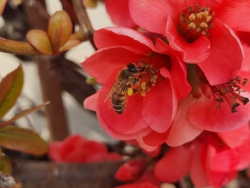 Il 22 maggio si celebra la Giornata mondiale della biodiversità Il 22 maggio si celebra la Giornata mondiale della biodiversità