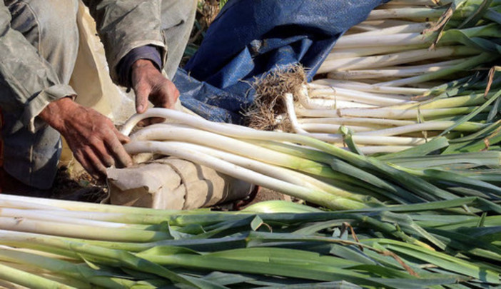 Tutto pronto per la Fiera del porro di Cervere: un evento di eccellenza, frutto del lavoro di una comunità Tutto pronto per la Fiera del porro di Cervere: un evento di eccellenza, frutto del lavoro di una comunità