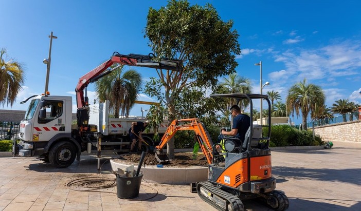 Il nuovo albero di Ficus alle Sablettes (Foto: Ville de Menton) Il nuovo albero di Ficus alle Sablettes (Foto: Ville de Menton)
