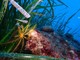 A Roquebrune Cap-Martin il primo concorso di fotografia subacquea &quot;Trofeo Blu&quot;