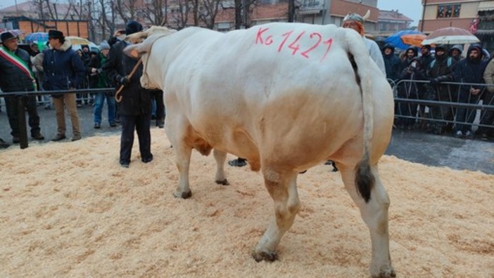 Da tutta Italia per la Fiera del Bue Grasso di Carrù... in edizione imbiancata [FOTO e VIDEO]