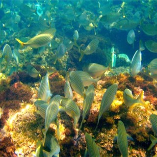 Nizza: conferenza sulla "Biodiversità segreta del Mediterraneo"