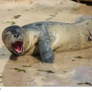 Marineland festeggia la nascita di un cucciolo di foca, che nome avrà?