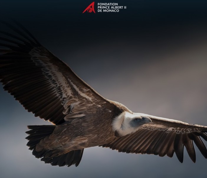 La Fondazione Principe Alberto II di Monaco lancia la 2^ edizione del suo Premio di Fotografia Ambientale La Fondazione Principe Alberto II di Monaco lancia la 2^ edizione del suo Premio di Fotografia Ambientale