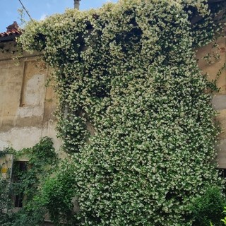 Una pianta rampicante di gelsomino