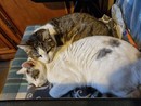 8 agosto Giornata del gatto