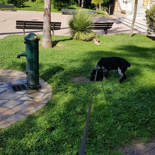 "Il lungo guinzaglio", foto di Patrizia Savarese