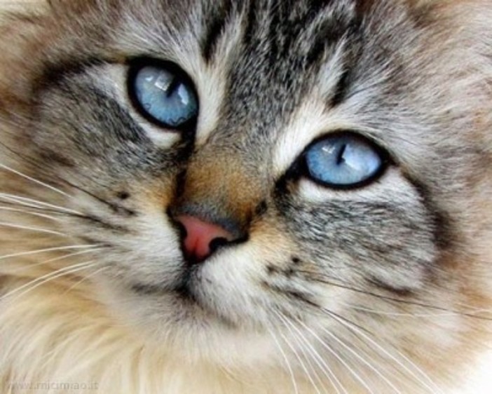 Monte-Carlo: arrivano i gatti più belli d'Europa Monte-Carlo: arrivano i gatti più belli d'Europa