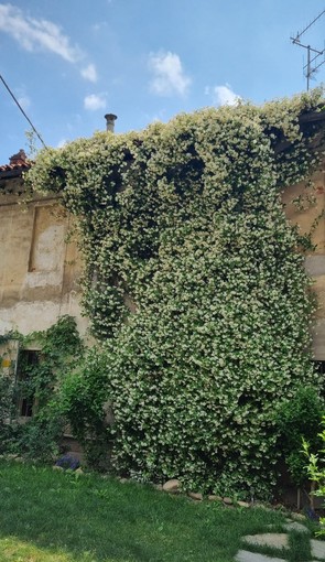 Una pianta rampicante di gelsomino Una pianta rampicante di gelsomino