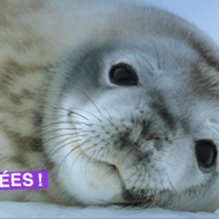 Monaco, la mostra "Missione Polare" è stata un successo: oltre 1,7 milioni di visitatori