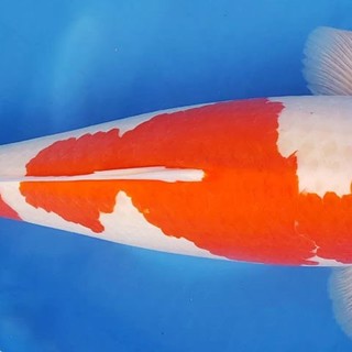 In foto, esemplare di carpa Kohaku