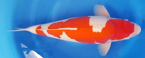 In foto, esemplare di carpa Kohaku In foto, esemplare di carpa Kohaku
