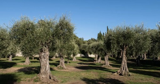 Nizza, le olive si preparano ad un’annata da record: dopo le piogge torna il sorriso dei produttori Nizza, le olive si preparano ad un’annata da record: dopo le piogge torna il sorriso dei produttori
