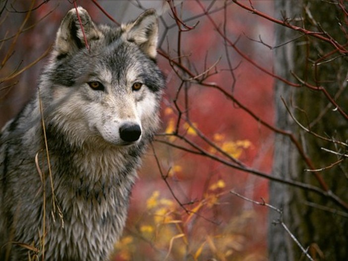 Troppi lupi nel Parco del Mercantour: la deputata Masson scrive al Ministro della Transizione Ecologica