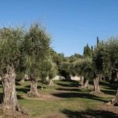 Nizza, le olive si preparano ad un’annata da record: dopo le piogge torna il sorriso dei produttori Nizza, le olive si preparano ad un’annata da record: dopo le piogge torna il sorriso dei produttori