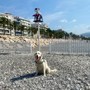 Nizza a quattro zampe: dove portare il cane senza rischiare multe Nizza a quattro zampe: dove portare il cane senza rischiare multe
