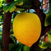 ©Office de Tourisme di Mentone