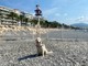 Nizza a quattro zampe: dove portare il cane senza rischiare multe Nizza a quattro zampe: dove portare il cane senza rischiare multe