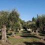 Nizza, le olive si preparano ad un’annata da record: dopo le piogge torna il sorriso dei produttori Nizza, le olive si preparano ad un’annata da record: dopo le piogge torna il sorriso dei produttori
