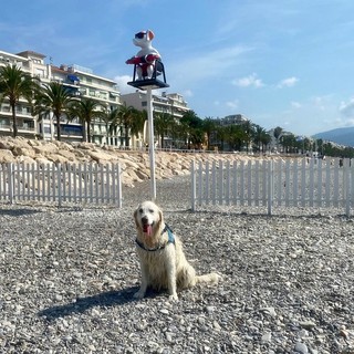 Nizza a quattro zampe: dove portare il cane senza rischiare multe