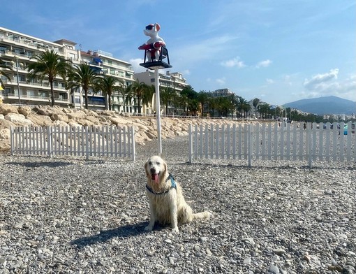 Nizza a quattro zampe: dove portare il cane senza rischiare multe Nizza a quattro zampe: dove portare il cane senza rischiare multe