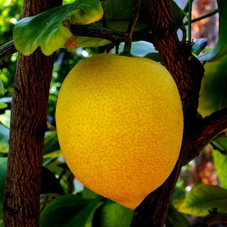 ©Office de Tourisme di Mentone