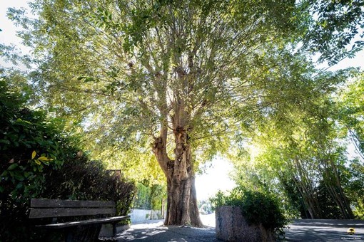 Il bagolaro di Vence in lizza per il titolo di “Albero dell’anno 2025”