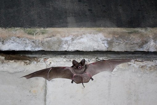 I pipistrelli di Nizza avvelenati dal piombo: allarme per i Molossi di Cestoni