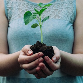 Perché piantare alberi oggi significa investire nel futuro del Pianeta