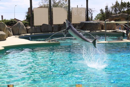Marineland propone una esclusiva offerta web, il grande parco della Costa Azzurra è pronto per la nuova stagione Marineland propone una esclusiva offerta web, il grande parco della Costa Azzurra è pronto per la nuova stagione