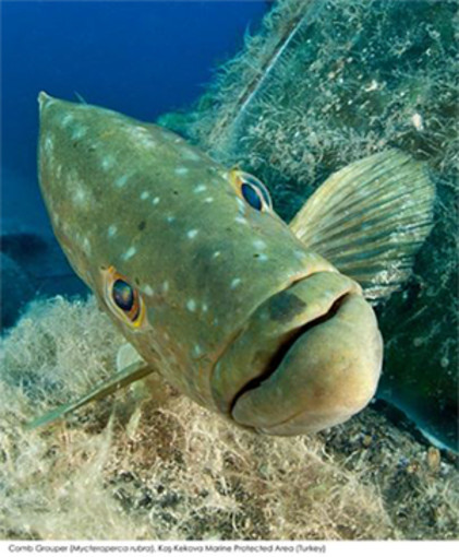 A Juan-les-Pins c'è Méditerranea, il Festival Internationale del Mondo Marino A Juan-les-Pins c'è Méditerranea, il Festival Internationale del Mondo Marino