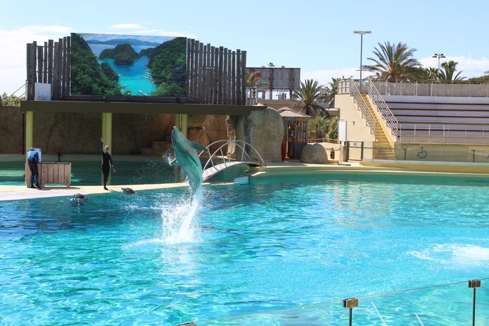 Festa a Marineland: nati 8 piccoli squali grigi, segno di una specie in salute Festa a Marineland: nati 8 piccoli squali grigi, segno di una specie in salute