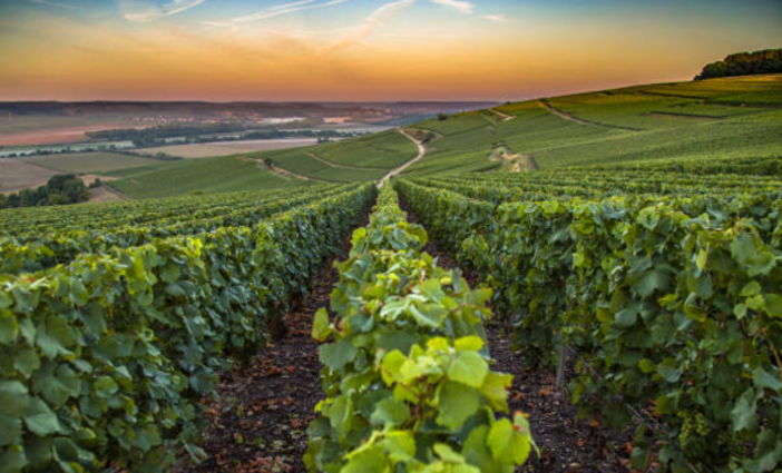 Tra grandi Maison ad Avize che non puoi non provare Tra grandi Maison ad Avize che non puoi non provare