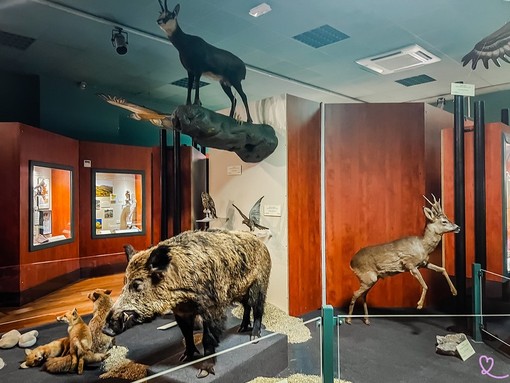 Una sala del Museo di storia naturale di Nizza Una sala del Museo di storia naturale di Nizza