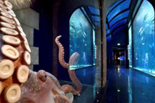 Al Museo Oceanografico di Montecarlo è tempo di “Médusé!” Al Museo Oceanografico di Montecarlo è tempo di “Médusé!”