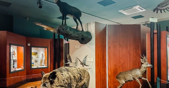 Una sala del Museo di storia naturale di Nizza