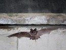 I pipistrelli di Nizza avvelenati dal piombo: allarme per i Molossi di Cestoni I pipistrelli di Nizza avvelenati dal piombo: allarme per i Molossi di Cestoni