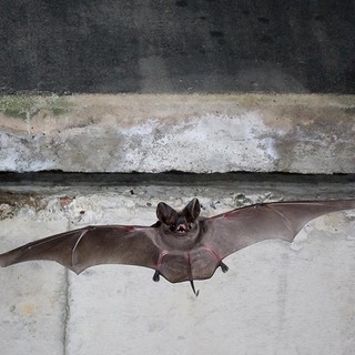I pipistrelli di Nizza avvelenati dal piombo: allarme per i Molossi di Cestoni