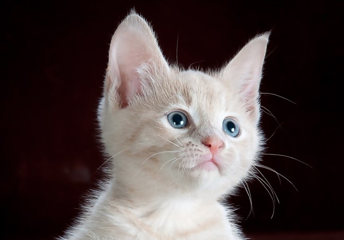 Quali sono gli animali domestici più longevi?